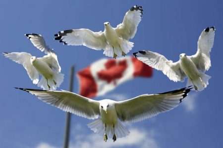 Kanada’da Dil Eğitimi Almak ve Çok Kültürlü Yaşam